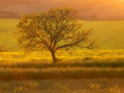 Morning Metta For Love, Kindness, Compassion, And Connection