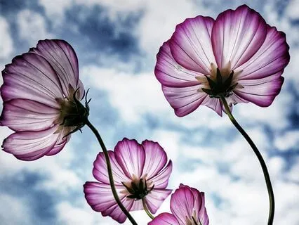 Morning Mindfulness For Creativity - Cultivating Intention