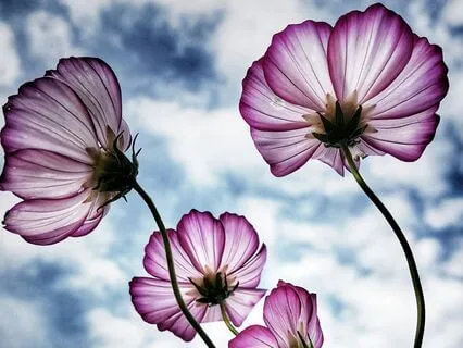 Morning Mindfulness For Creativity - Cultivating Wonder