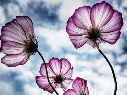 Morning Mindfulness For Creativity - Curiosity Mindset