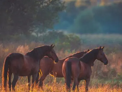 Morning Mindfulness Meditation With Horse Energy