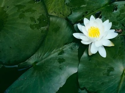 Morning Minis: White Lotus Light