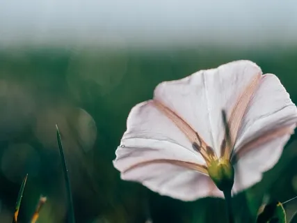 Morning Movement & Meditation