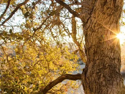 Morning Nature Meditation