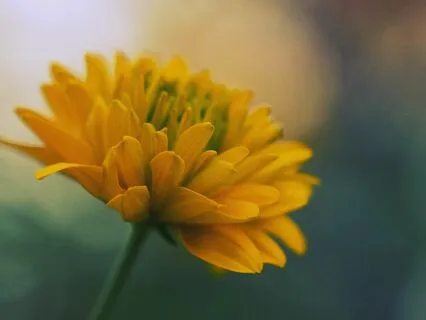 Morning Nervous System Balance