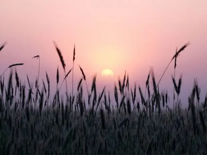 Morning Nervous System Regulation & Attunement