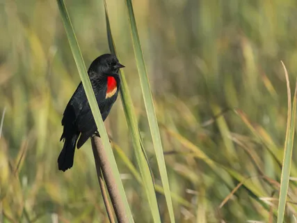 Morning On The Playa Lake