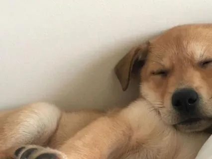 Morning Peace Calm Flow Piano For Rest & Reflection