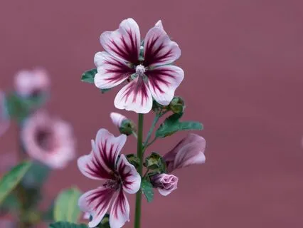 Mindful Morning Peace Ritual