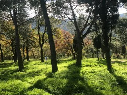 Morning Peace