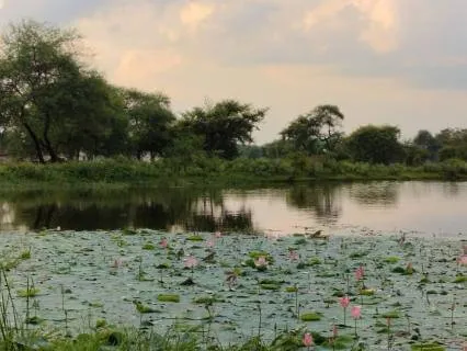 Morning Pond