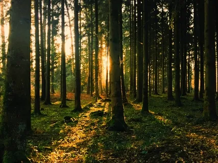 Morning Practice For Gratitude & Love