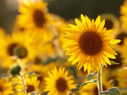 Morning Practice Music