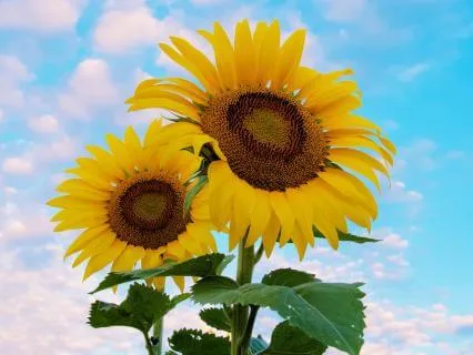 Morning Practice: Start Your Day With Positivity & Joy