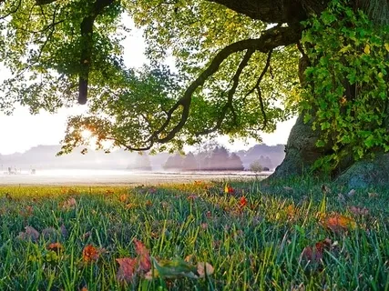 Morning Practice II with Serenity Prayer