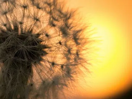 Morning Prayer: Embrace The Light Of A New Day