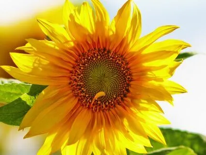 Morning Prayer: I Am At Ease