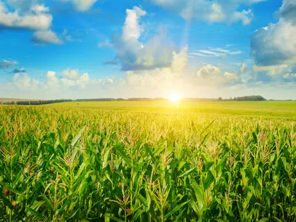 Morning Prayer: Trust the Lord