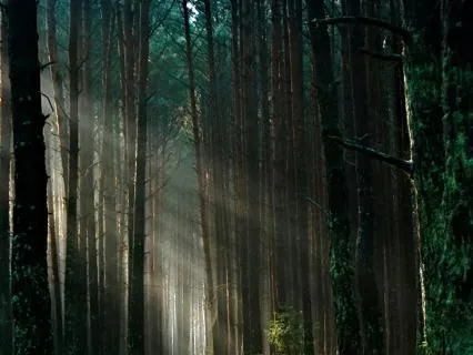 Morning Productivity Affirmations