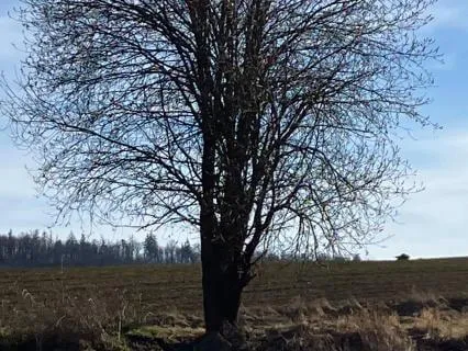 Morning Qigong: Rising Rooted