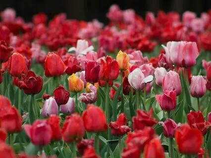 Morning Radiance Meditation