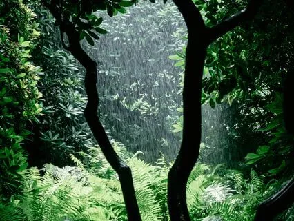 Morning Rain And Steel Tongue Drum Magic
