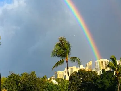 Morning Rain and Tropical Birds of the Fall Equinox