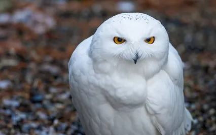 Morning Relaxing Music | Ambient | Positive Music For Study 