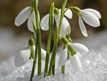 Morning Renewal: Embrace The Shift From Winter To Spring