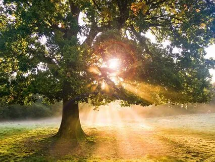 Morning Renewal: Energize With Shamanic Melodies