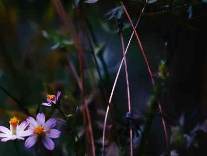 Morning Reset: I Am The Love I Seek