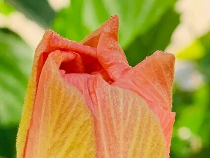 Morning Rise Native American Flute Meditation