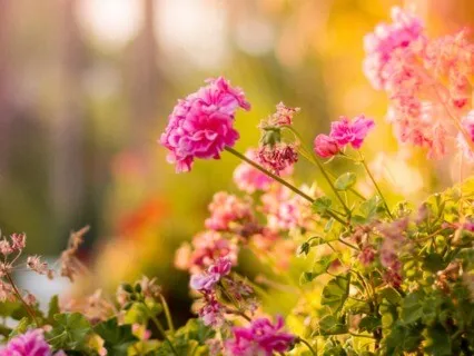 Morning Ritual Meditation