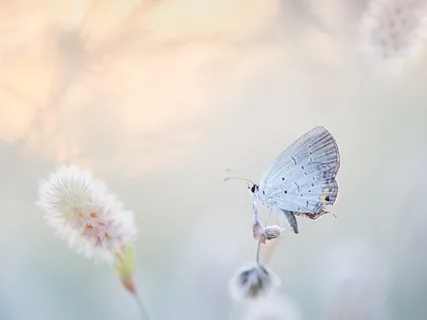 Morning Ritual Meditation For Alignment & Flow