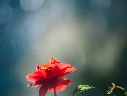 Morning Root Chakra Affirmation Practice  