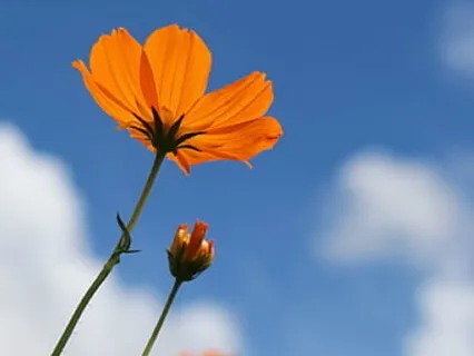 Morning Sacral Chakra Affirmations