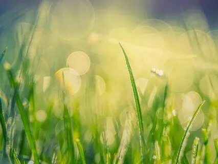 Morning Sankalpa - I Live My Life With Clarity And Joy