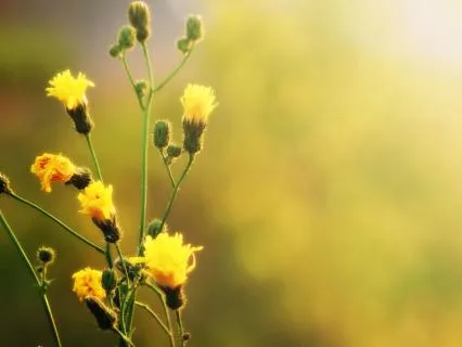 Morning Sensation Ritual