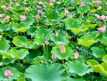 Morning Sit Awakening The Body