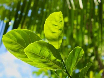 Morning Softness + Ease