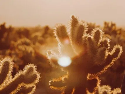 Morning Soul Connection