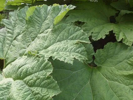 Morning Sound Bath Fortify Balance From Within Reiki Infused