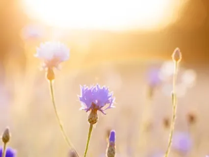 Morning Sound Meditation For A New Day (Unguided)