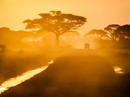 Morning Soundscape - Birds