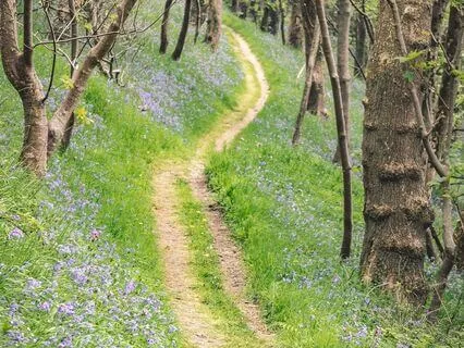 Morning Stillness: Breathe, Ground, Begin