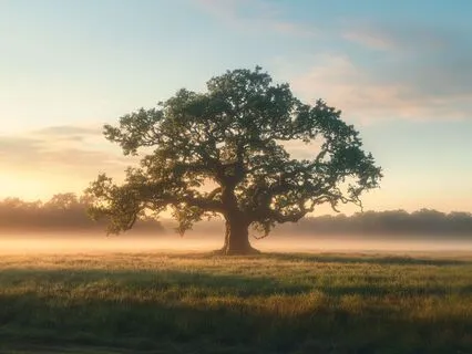 Morning Stillness For A Peaceful, Resilient Day