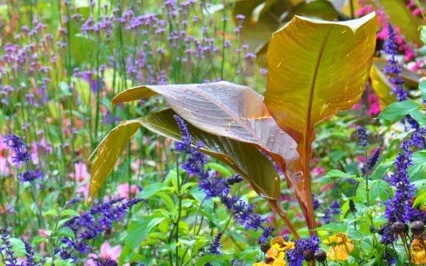 Morning Stretch & Meditation for Abundance 早晨伸展及冥想 - 生命的豐盛