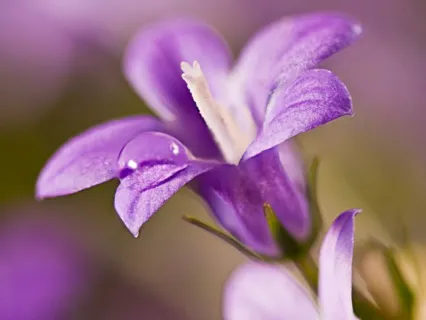 Morning Success "I Am" & "I Have "Affirmations