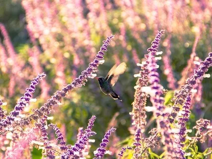 Morning Sun: Soft Meditation Music.