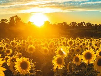 Morning Sunflower Meditation For Grounding And Relaxation